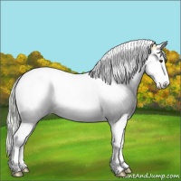 Horse Color:Plaid  Silver Buckskin Ice Sabino Splash Tobiano Varnish Rabicano 