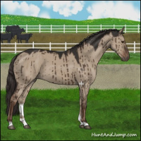 Horse Color:Liver Red Dun Brindle 