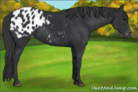Horse Color:Black Appaloosa 
