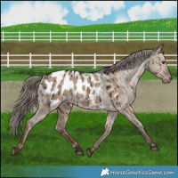 Horse Color:Liver Red Dun Appaloosa Brindle 