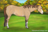 Horse Color:Buckskin Splash  and Red Dun Splash 