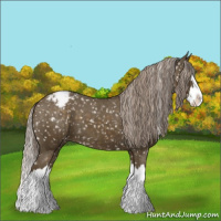 Horse Color:Chocolate Palomino Splash Appaloosa