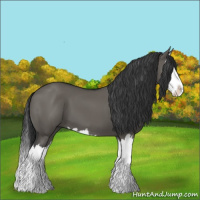 Horse Color:Grullo Splash 