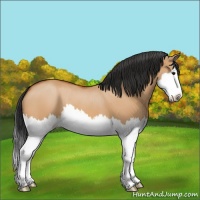 Horse Color:Bay Dun Sabino Splash