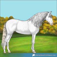 Horse Color:Plaid Buckskin Ice Sabino Splash Appaloosa