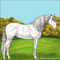 Horse Color:Chestnut Ice Splash Appaloosa 