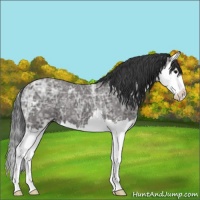 Horse Color:Black Ice Sabino Splash 