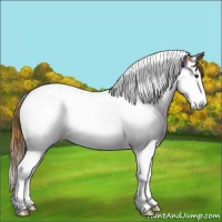 Horse Color:Plaid Chestnut Ice Splash Tobiano Appaloosa Rabicano