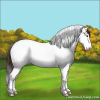 Horse Color:Bay Ice Dun Splash Tobiano Appaloosa