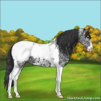 Horse Color:Black Ice Sabino Tobiano Appaloosa