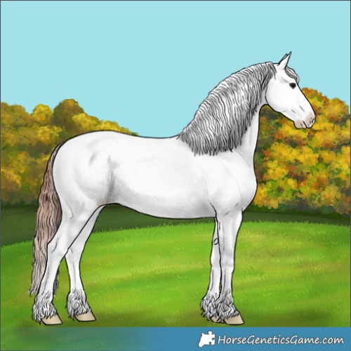 Horse Color:Brown Ice Sabino Appaloosa 