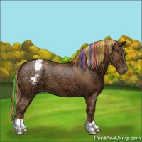Horse Color:Painted Chestnut Ice Appaloosa 