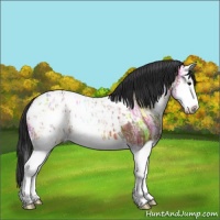 Horse Color:Bay Ice Sabino Splash Blanket