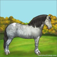 Horse Color:Grullo Ice Varnish 