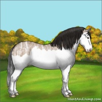 Horse Color:Bay Ice Dun Splash