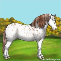 Horse Color:Red Onyx Splash Appaloosa