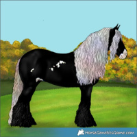 Horse Color:Nacre Bay Splash Appaloosa 
