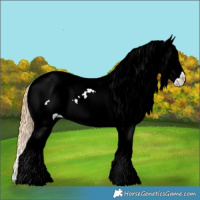 Horse Color:Chestnut Ice Splash Appaloosa