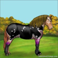Horse Color:Painted Bay Near Fewspot Rabicano 