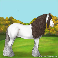 Horse Color:Bay Sabino Splash Appaloosa 