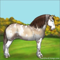 Horse Color:White Spotted Red Dun Onyx Splash