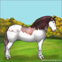 Horse Color:Painted Bay Splash Appaloosa 