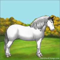Horse Color:Black Splash Tobiano Rabicano
