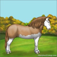 Horse Color:Chestnut Splash 