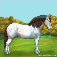 Horse Color:Thunderstruck Bay Ice Dun Sabino Tobiano Blanket 