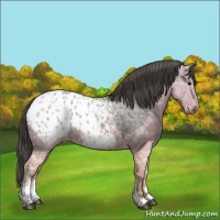 Horse Color:Grullo Ice Sabino Blanket