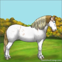 Horse Color:Painted Chestnut Sabino Splash Tobiano Appaloosa 