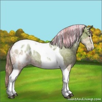 Horse Color:Painted Palomino Ice Tobiano Appaloosa