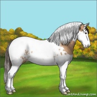 Horse Color:Bay Dun Sabino Splash Tobiano Near Leopard 