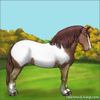 Horse Color:Chestnut Sabino Near Fewspot 