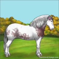 Horse Color:Bay Splash Tobiano