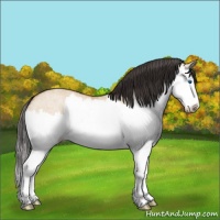 Horse Color:Bay Ice Dun Splash