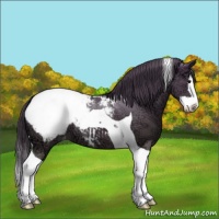 Horse Color:Grullo Ice Sabino Splash Tobiano Snowcap 