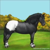 Horse Color:Black Sabino Snowcap 