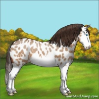 Horse Color:Bay Dun Sabino Splash Near Leopard 