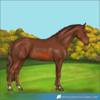 Horse Color:Chestnut 