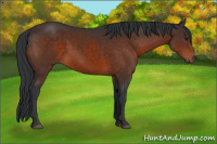Horse Color:Brown 