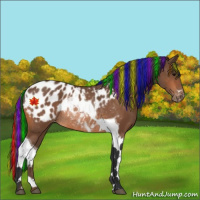 Horse Color:Painted Bay Tobiano Appaloosa Rabicano 