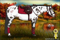 Horse Color:Liver Chestnut Frame Appaloosa 