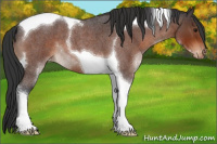 Horse Color:Bay Roan Tobiano Appaloosa