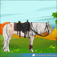 Horse Color:Silver Sable Champagne Appaloosa 