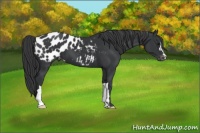 Horse Color:Black Blanket 