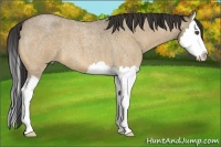 Horse Color:Buckskin Roan Dun Splash 