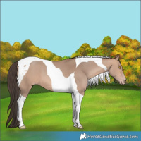 Horse Color:Amber Champagne Tobiano 