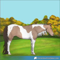 Horse Color:Amber Champagne Tobiano 