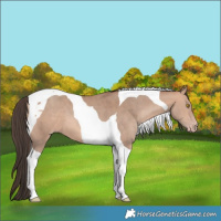Horse Color:Amber Champagne Tobiano 